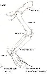 Most of the animals have the same bones, although some are shaped differently and placed in different positions. Cat Hind Leg Bone Anatomy Cinderpelt S Accident Warriors Amino
