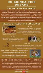 Pin On Guinea Pigs Behavior