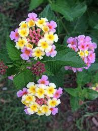 Lantana Lantana Camara Lantana Flowers