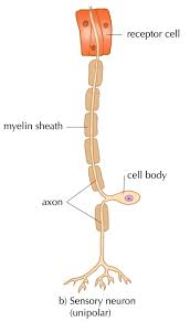 Muscle tissue has the ability of contraction. Animal Tissues Plant And Animal Tissues Siyavula