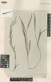 Image result for Asplenium angolense