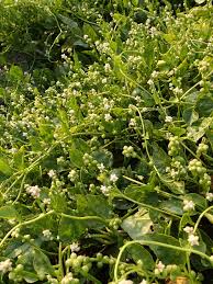 Image result for Basella paniculata