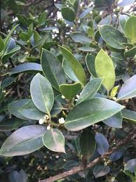 Image result for Cordia mukuensis