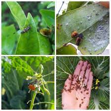 Organic Pest Control Part 1 How To Prevent Pests In The Garden Homestead And Chill Organic Pest Control Organic Pest Pest Control