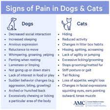 The doctors and staff of southside animal hospital understand how important your pet is to your life. The Animal Medical Center 24 7 Emergency Urgent And Specialty Care