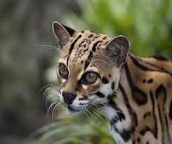 Can You Name These 7 Unusual Costa Rican Animals A Luxury Travel Blog Costa Rica Animals Rainforest Animals Wild Cats