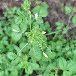 Image result for Cleome aculeata