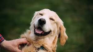 Why Does My Dog Howl At Sirens