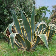 Image result for Agave americana