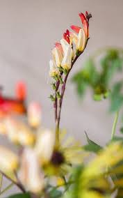 Image result for Grona stolzii