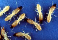From the pests you're familiar with to the ones you'd never seen until the moment you spotted them crawling across your kitchen counter, our pest library is a great resource to learn more about the pests that are bugging you. Carolina Pest Carolinapest Profile Pinterest