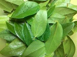 Check spelling or type a new query. Berkebun Yuk Nikmatnya Membuat Cincau Hijau Dari Kebun Sendiri Dsw Journey