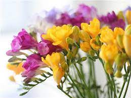 Garden Fresh Flowers In Season In October Flowers Flower Seeds Beautiful Flowers