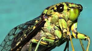 Mcu several different species of cicadas, including 6 o. Cicada Sounds Youtube