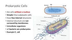 Cell Types Prokaryotic And Eukaryotic Ppt Download