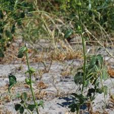 Image result for Equilabium masukense