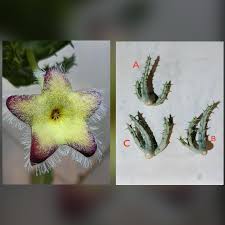 Image result for Tridentea marientalensis