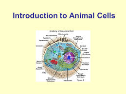 We did not find results for: Introduction To Animal Cells Ppt Video Online Download