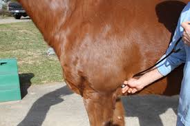 Equine physical exam