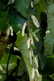 Image result for Dioscorea quartiniana