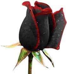 Maybe you would like to learn more about one of these? Elif True Blood Black Rose Flower Seed Price In India Buy Elif True Blood Black Rose Flower Seed Online At Flipkart Com