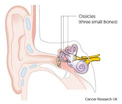 The types of tests your doctor will do to determine if you have a head or neck cancer depend on the because some parts of your mouth and throat are hard to see (like the oropharynx, deep in your neck), your doctor may use mirrors, lights, or special. What Is Ear Cancer Ear Cancer Cancer Research Uk