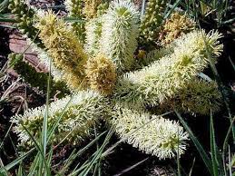 Image result for Elephantorrhiza goetzei