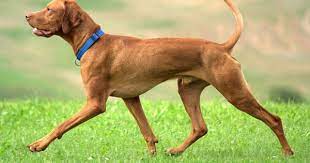 Img 3874 Vizsla Dogs Vizsla Dog Breeds
