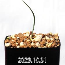 Image result for Ornithoglossum