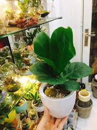 cây bàng Singapore hợp với người mệnh mộc