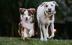 Dog Days of Summer at Barnsley Resort