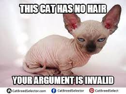 It appears that the hairlessness trait first came into the spotlight. Sphynx Kittens For Sale Adoptapet Com