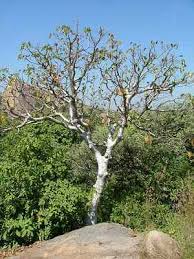 Image result for Gyrocarpus