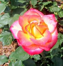 As a family owned and operated florist, we offer flower delivery for the same day to any home, apartment, or business building in owensboro, kentucky. What S New