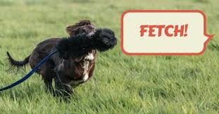 Pick something the dog likes, but not so much that it ignores the toy. Doggy Psychology Why Your Dog Loves To Play Fetch Tug E Nuff