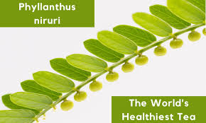 Image result for Phyllanthus