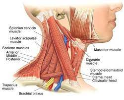 The sternocleidomastoid muscle helps bend and twist the head and neck in different directions, including flexion (bending the head forward), lateral flexion the torso is divided in half to show the two layers of muscles in this region. Anterior Scalene Muscleì— ëŒ€í•œ ì´ë¯¸ì§€ ê²€ìƒ‰ê²°ê³¼ Neck Muscle Anatomy Sternocleidomastoid Muscle Muscle Anatomy