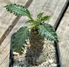 Image result for Dorstenia cuspidata