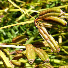 Image result for Fuirena ecklonii