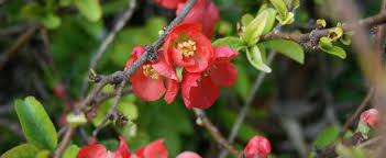 Texas scarlet flowering quince stock imageby nahhan0/0. Chaenomeles Flowering Quince Chaenomeles Speciosa Texas Scarlet