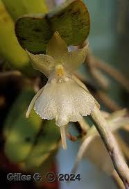 Image result for Rhipidoglossum densiflorum