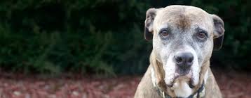 For any pet owner, it's the worst of all possible news. Top Activities For Dogs With Lymphoma Wag