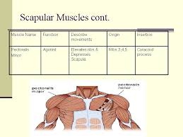 Muscles found in the deep group include the spinotransversales, erector spinae (composed of the as the name of the muscle implies, the primary function of the levator scapulae is to raise the scapula. Muscles Origins And Insertions Muscles From Pg 44
