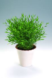 Image result for Pogonatherum paniceum