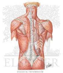 Anterior and posterior view of the muscular system, superficial muscles only, unlabeled. Muscles Of Back Superficial Layers Superficial Muscles Posterior Neck And Back