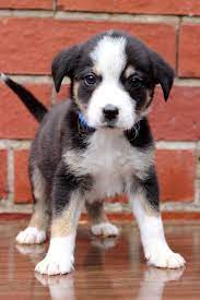 The lucky dog adoption event is being held at bark! Adoption Event At The White Marsh Petsmart In Md Petfinder Event Calendar