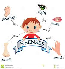 5 Senses Google Suche Sense Organs Pictures Senses Quizzes For Kids