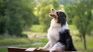 He was six weeks old when we got him. Mini Australian Shepherd What To Know Before Buying All Things Dogs All Things Dogs