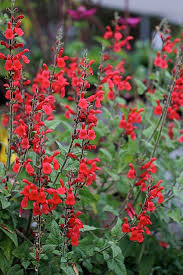 I quickly go over about 70 edible perennial or self reseeding plants that i am growing in zone 7a. Salvia Darcyi Salvia Mexican Sage Sage Plant