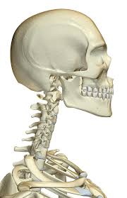 This may vary from person to person, but as a rule, most people have 206. The Bones Of The Head Neck And Face By Medicalrf Com